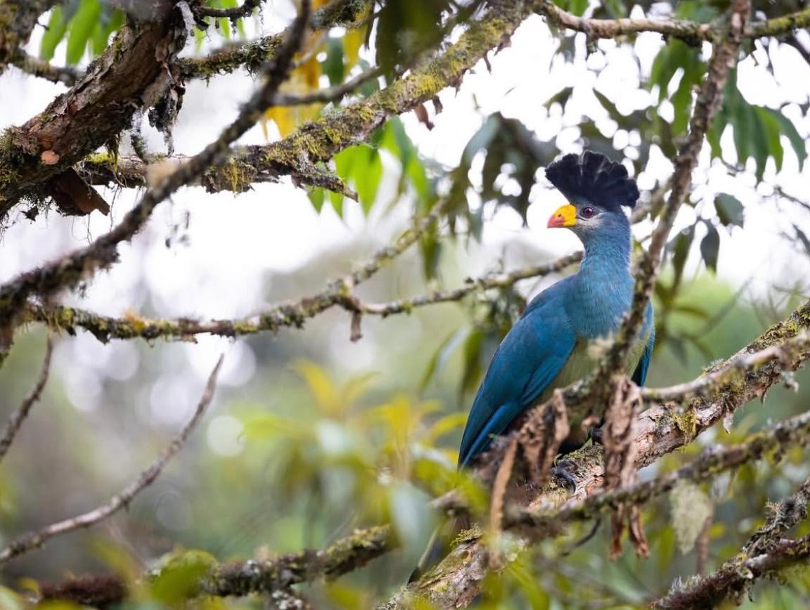 6-Day Rwanda Birding Safari